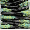 Barratt Liquorice Wands - 5 pieces - Best Before: 11/2025